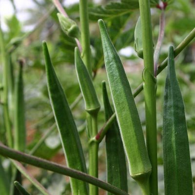 LADY_FINGER_SEED_OKRA_SEED_