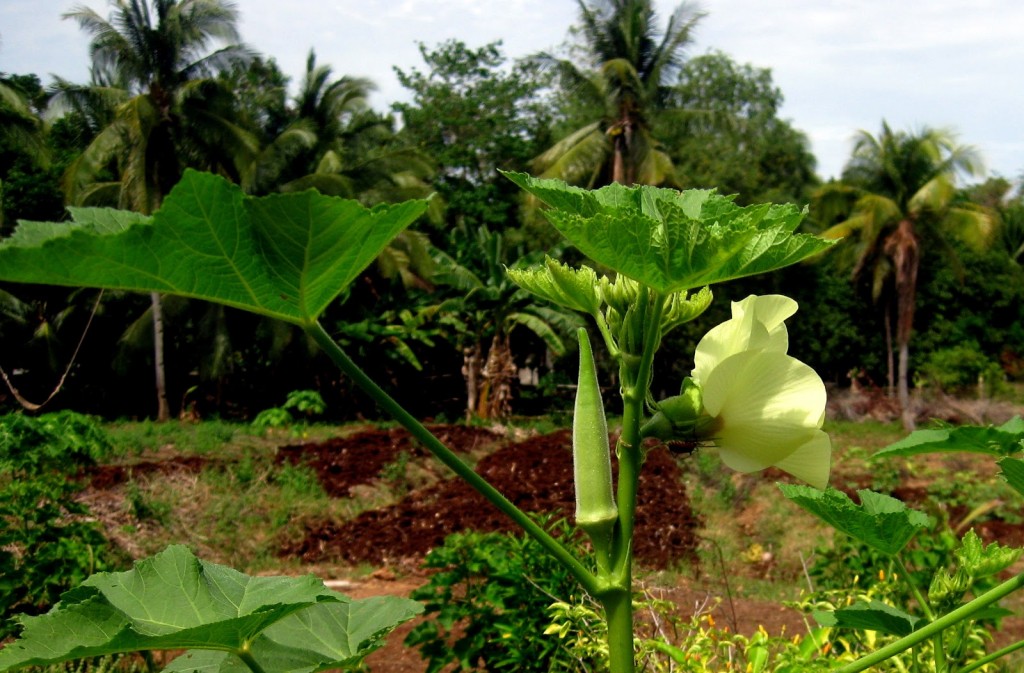 Okra