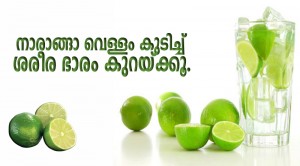 lemo