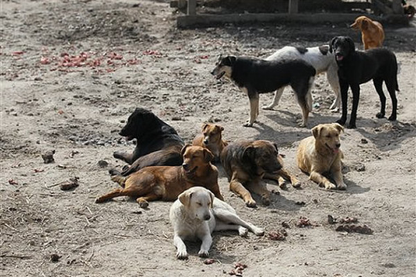 dogs