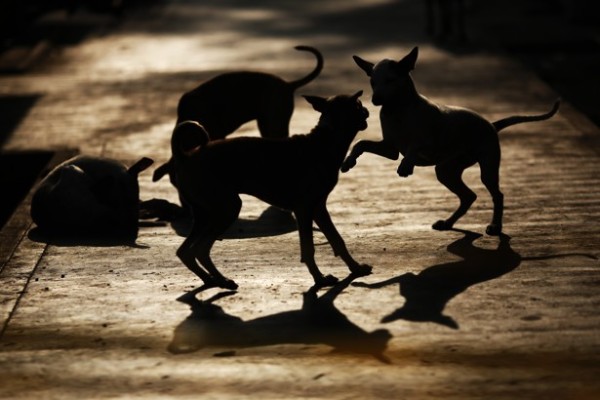 dogs2