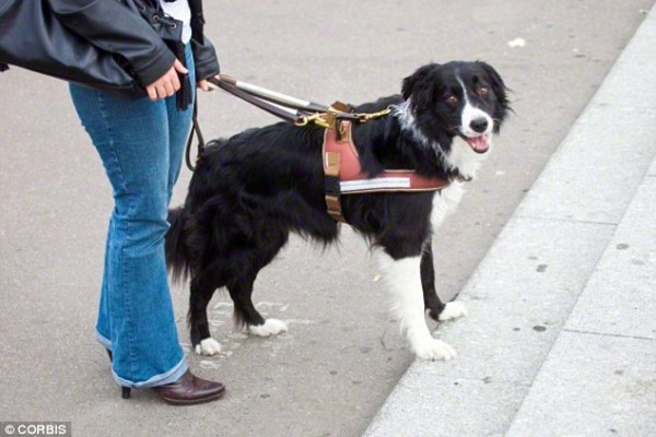 guy dog