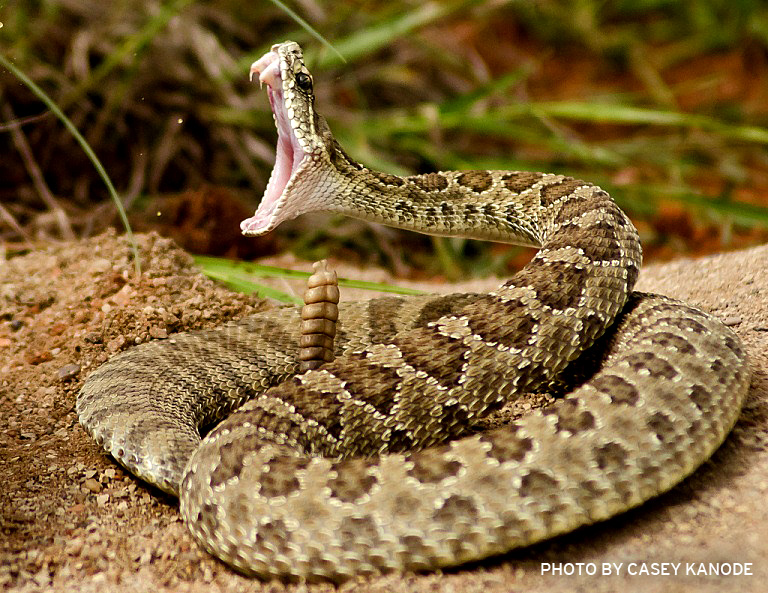 rattlesnake