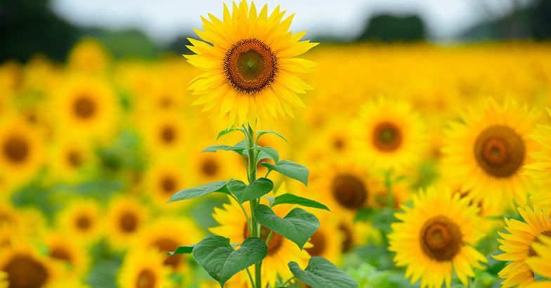 sunflower